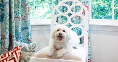 A dog sitting on a chair in front of a window with curtains